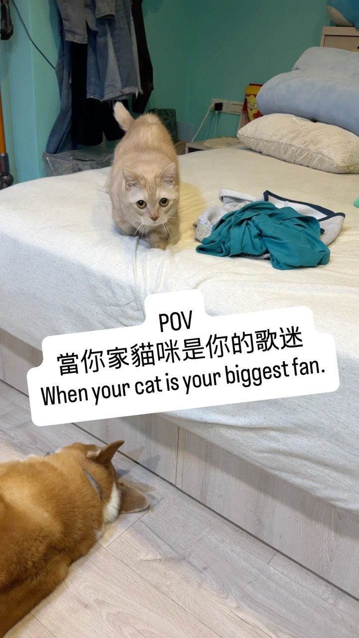 毛孩的愛💖永遠是最純淨無暇😻 縮圖