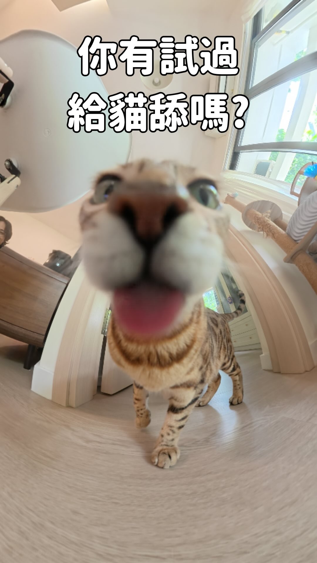 Lick完未?
給貓咪舔
是世上最幸福的感覺之一 🐈👅
各位可不可以留個 「👅」給我
回味一下那種感覺 (?) 縮圖