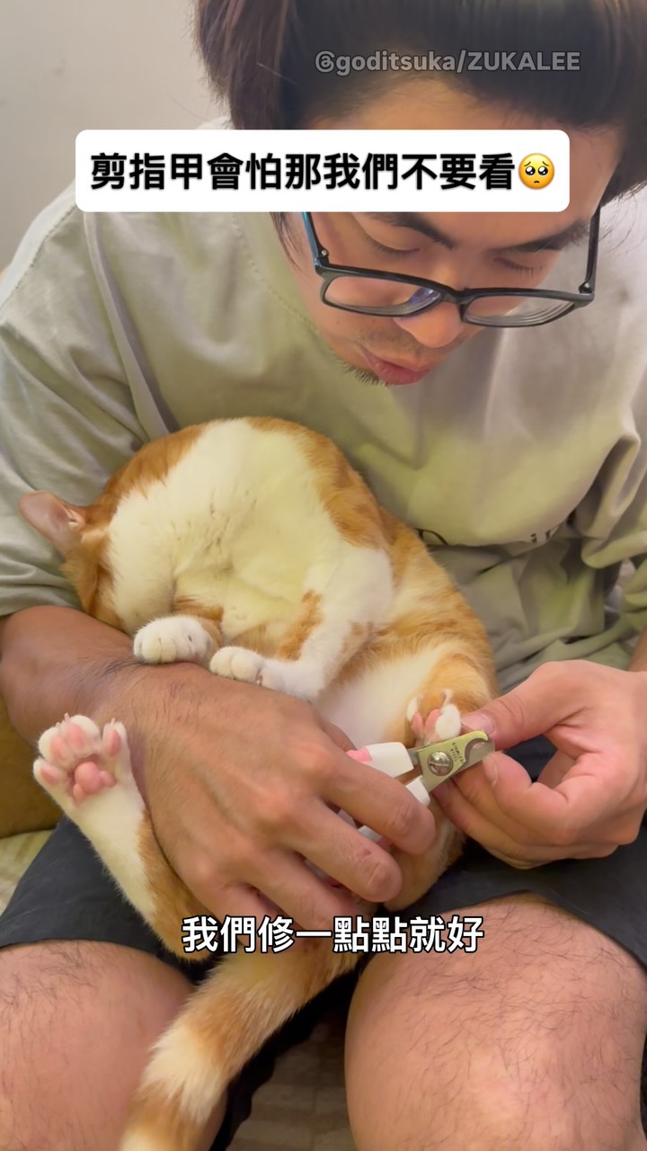 剪指甲會怕那我們不要看🥺🐱#貓咪日常 縮圖