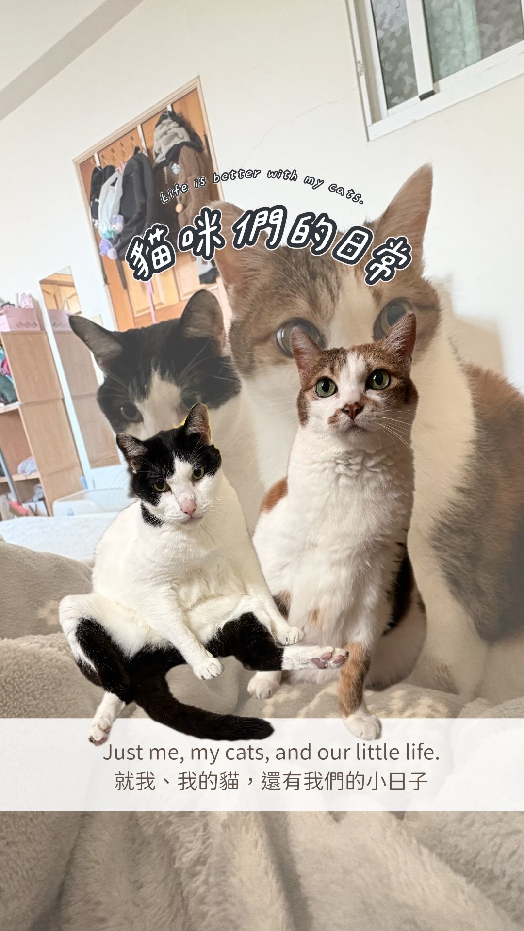 上班再累都沒關係
回家有巨大貓貓可以抱就好了🥹🐱🤍

#巨大貓咪 #貓咪日常 #療癒日常 #ai #cat 縮圖