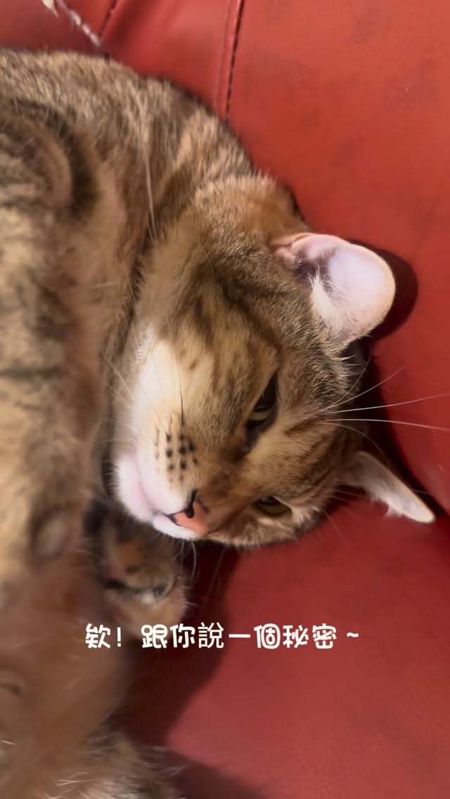 牠好像不太想聽我的秘密❤️ 縮圖