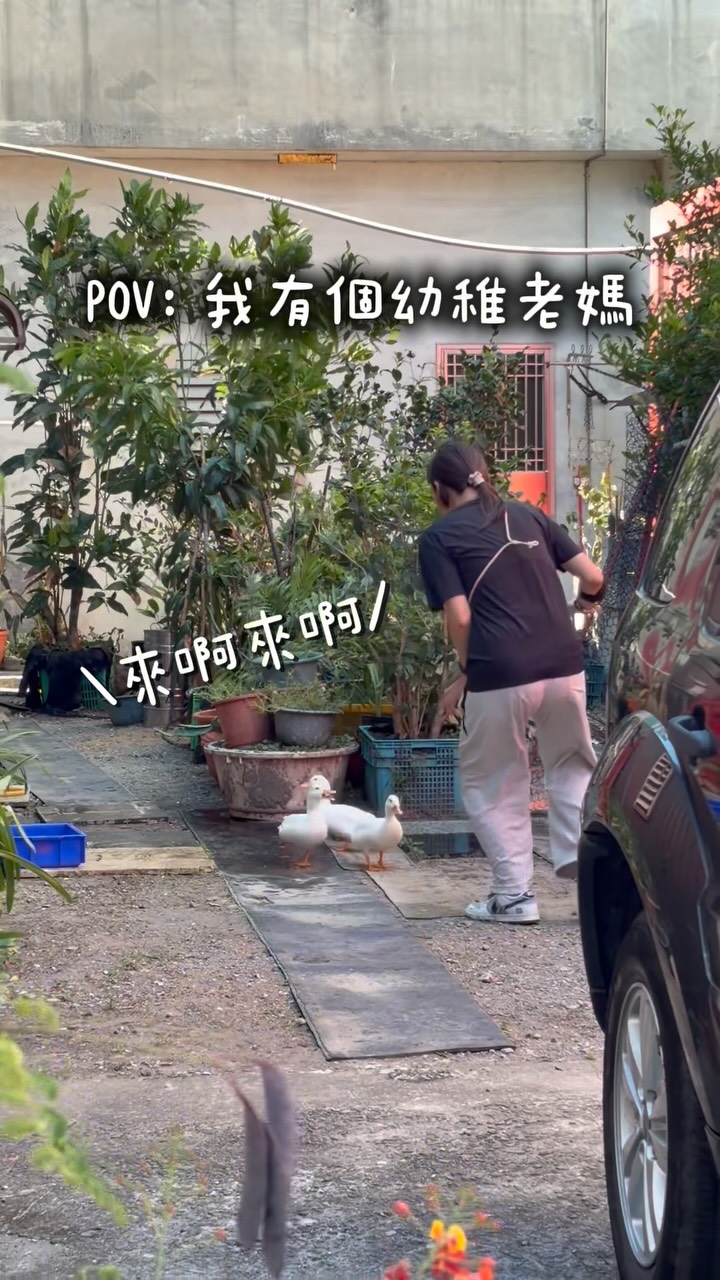 ⚠️正義魔人勿認真，只是在跟他們玩
最近鴨鴨長大的飛快，也開始有自己的個性
只要太久沒陪他們玩、沒放風
這三隻就會記仇！！放出來就會想啄你
太生氣還會絕食抗議🙂
#柯爾鴨 #柯爾鴨台灣 縮圖