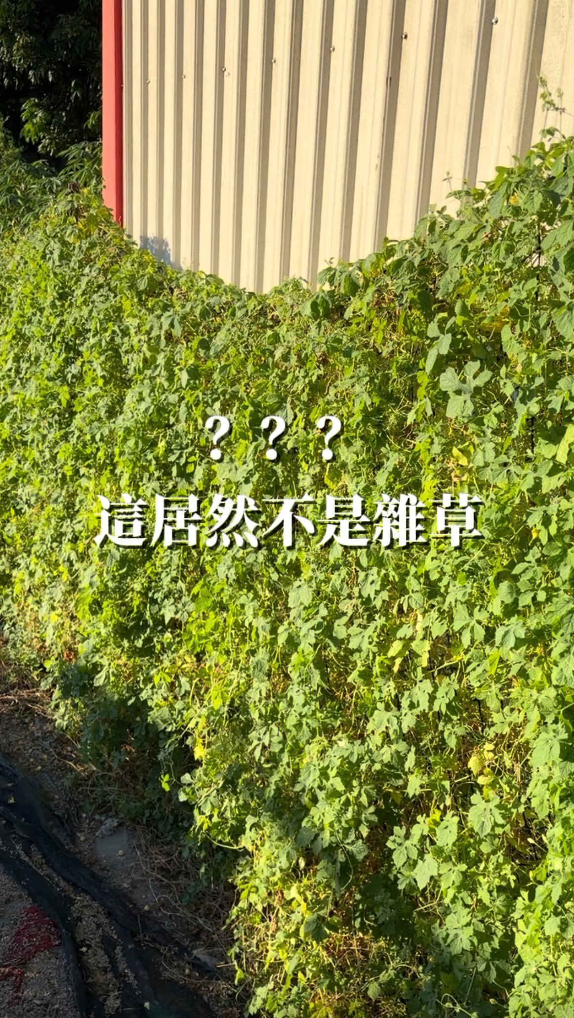 每次經過都不會多看一眼
一直以為就只是一片雜草
結果居然是超有價值的xxx！

你有猜到嗎？ 縮圖