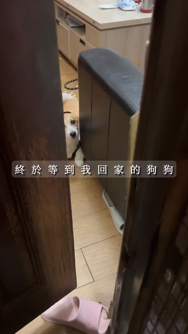 終於等到人回家的柯基內內
看不出來是愛我還是怕我🤣
#柯基#狗狗 縮圖