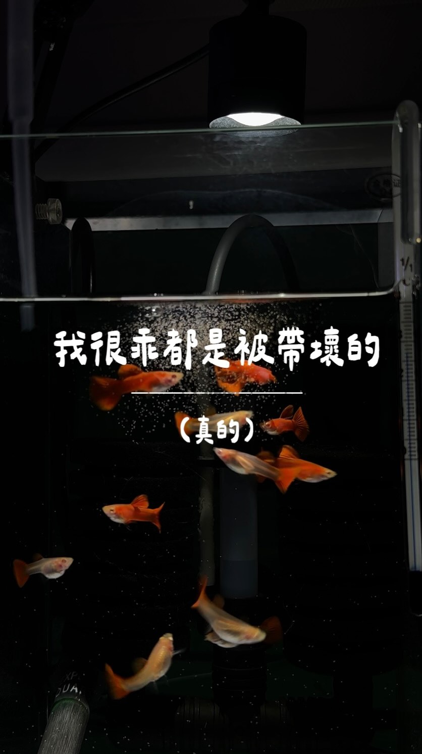 如果跟一年多前的我說,有天我會愛上養孔雀魚
肯定會收穫一個大白眼+嗤之以鼻
這種不能用手抓只能看的小東西
以前我真的完全不碰的🙂
不能摸有什麼樂趣啦!!
誰知道就跟小天帶回來的幾條孔雀看對眼了
然後養不活哭哭啼啼全台找孔雀魚專門店
最後落腳台南的無量海⋯終於能養活了!
還繁殖到大爆缸😂一缸變五缸
無量海的瑞老闆和群組的魚友們真的幫我超多
把我從一天到晚哭哭哭的新手拉拔長大
還有魚中魚汐止店/楠梓店,我總是去找朋友買配件
大家就這樣聽我嘮叨魚養不活到逢人炫耀😂
一定也要大感謝Andrew安哥哥
超級鼓勵我養魚還一直叫我去比賽(?
在我菜到魚都不會活時就沒放棄我
還有鮮蝦食譜真的好用
大家養魚真的可以餵這個牌子❤️
從幼魚飼料到巔峰孔雀、底棲飼料都很好用
水質也真的不容易壞!
養孔雀魚真的好快樂會上癮
所以⋯⋯誰想養全紅白子😎
私訊我~~我的魚顏色超紅又健康耐操
#孔雀魚 #guppy #全紅白子 #天空藍緞帶 縮圖
