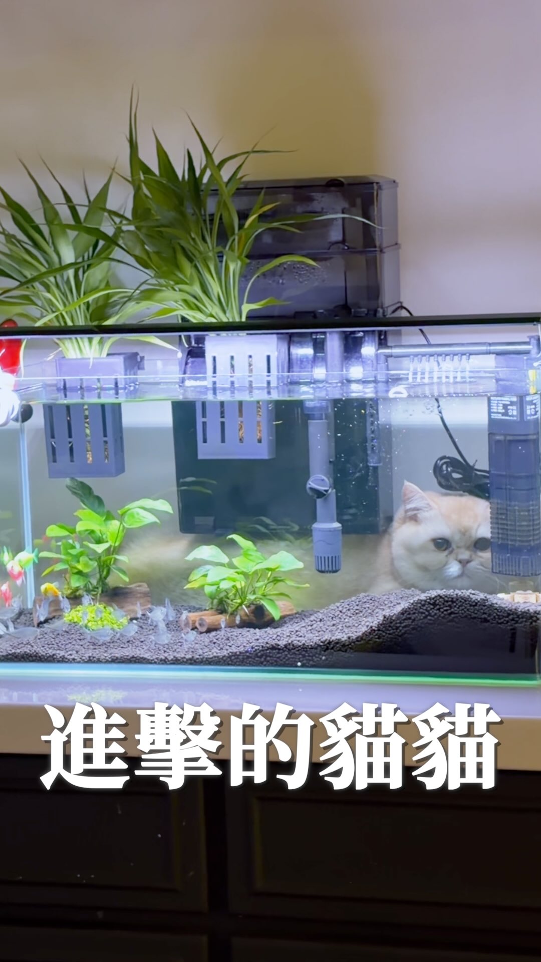 我終於感受到養貓人找不到貓的感覺！我這天回家真的找了好久！結果原來A-Bui一直在魚缸後面靜靜的看著我⋯說明顯也是蠻明顯的啦⋯就是從沒想過你會在這出沒⋯

#貓 #貓主子 #貓奴日常 #貓貓日常 #英短 縮圖