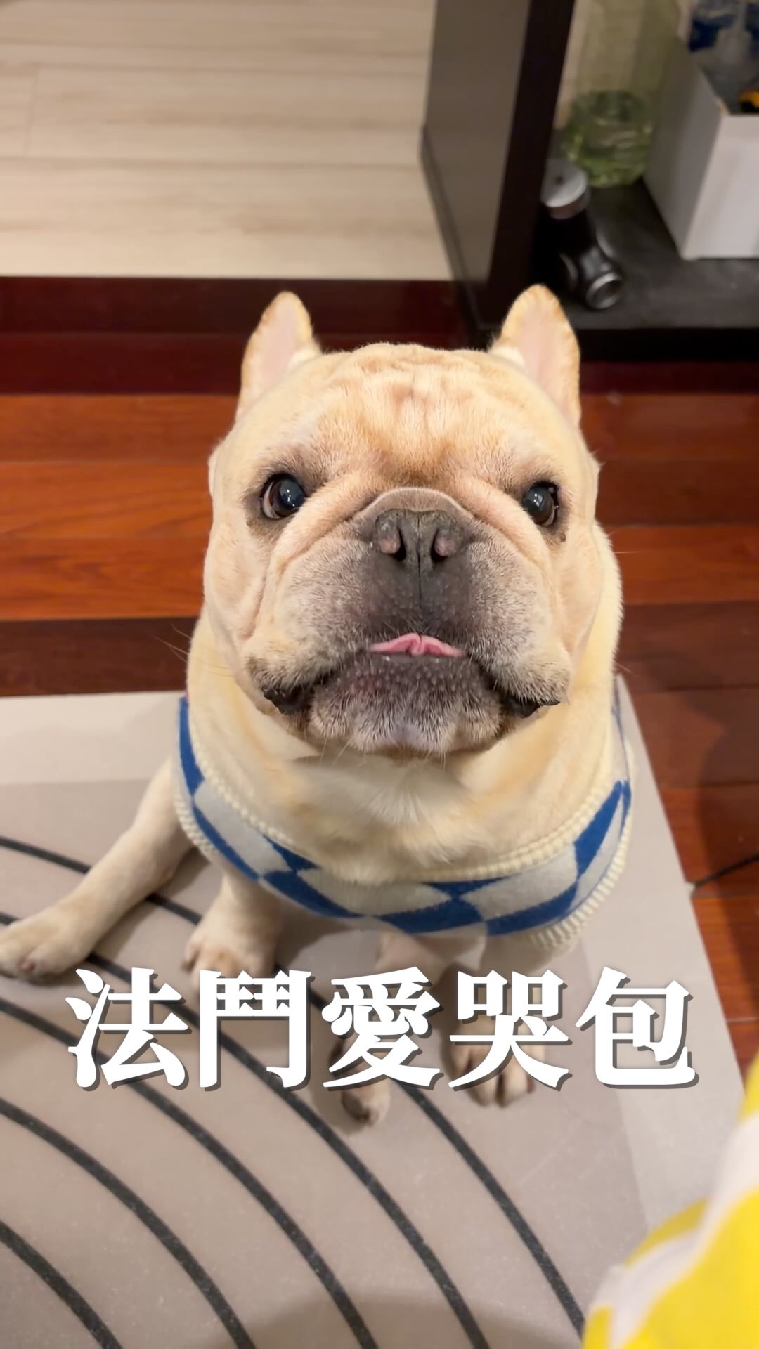 法鬥寶寶哭得這麼可愛⋯我應該趕快帶你出去玩，還是再看你哭個五分鐘😂

#法鬥 #法虎 #法國鬥牛犬 #法鬥の日常 #frenchbulldog 縮圖