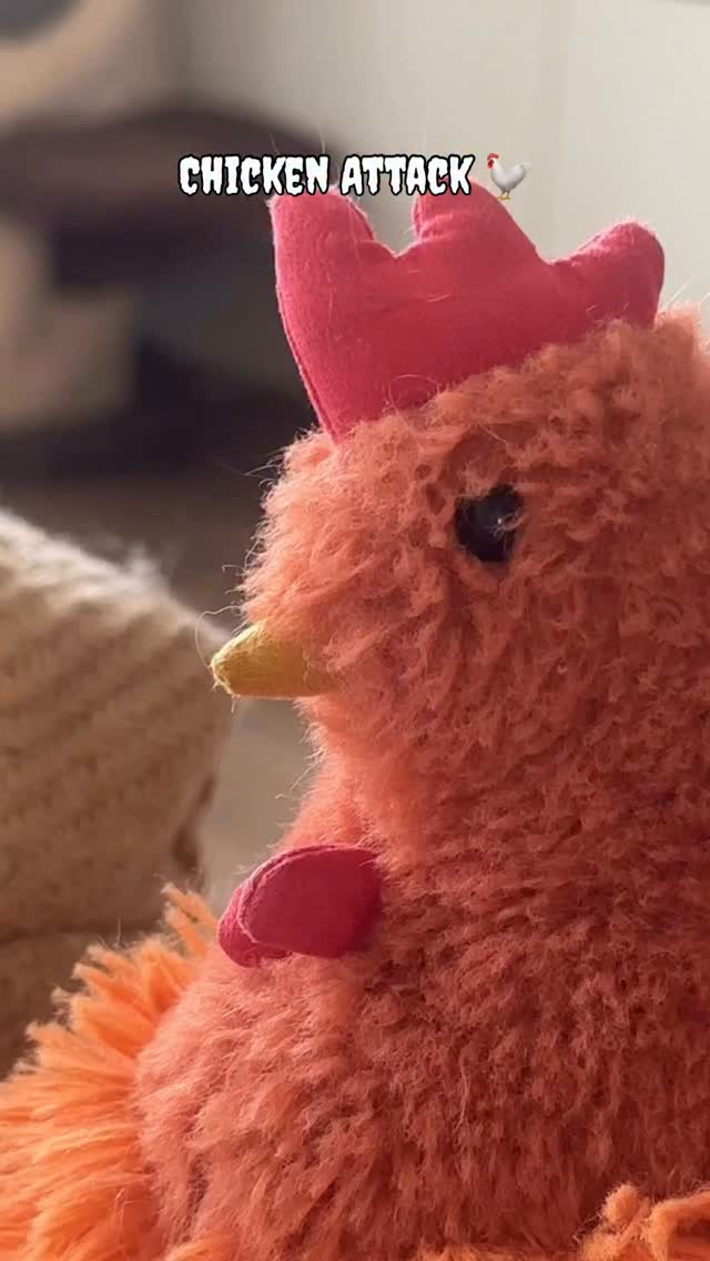 貓貓雞大戰 縮圖