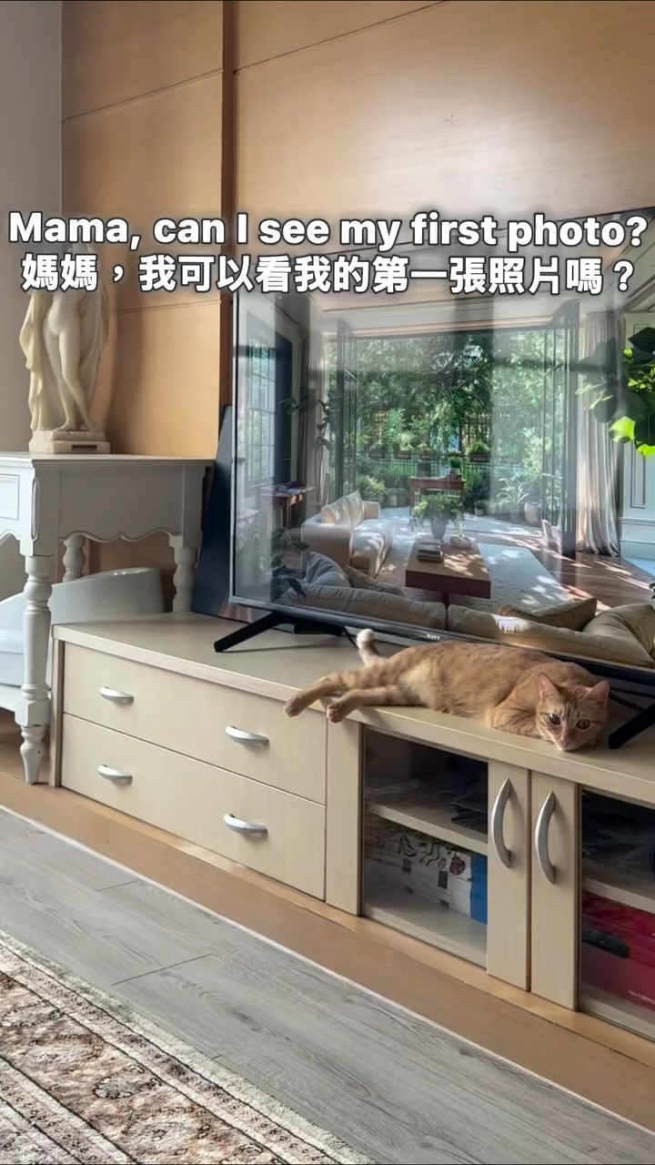 我的小寶貝呀🧡🤍
剪完要哭出來了..😭
好感恩妳撐過貓瘟平安長大了🥹🥹 縮圖