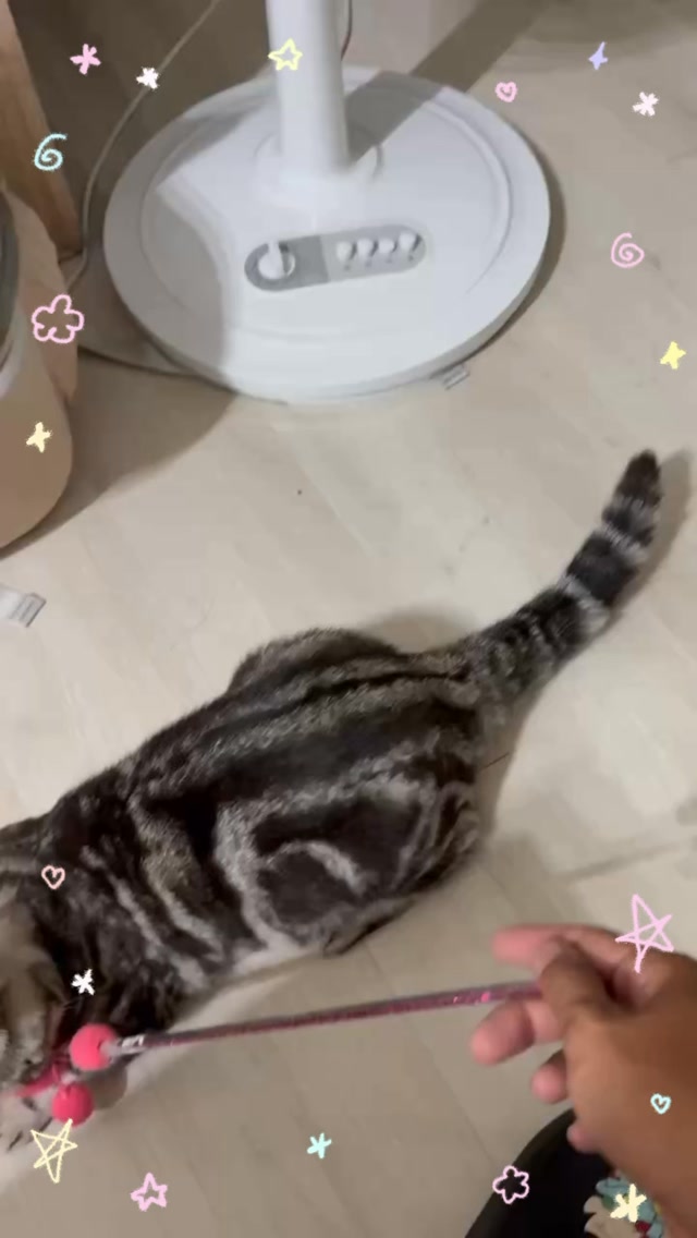 每天最忙的就是叼著我的寶貝到處跑🐱 縮圖