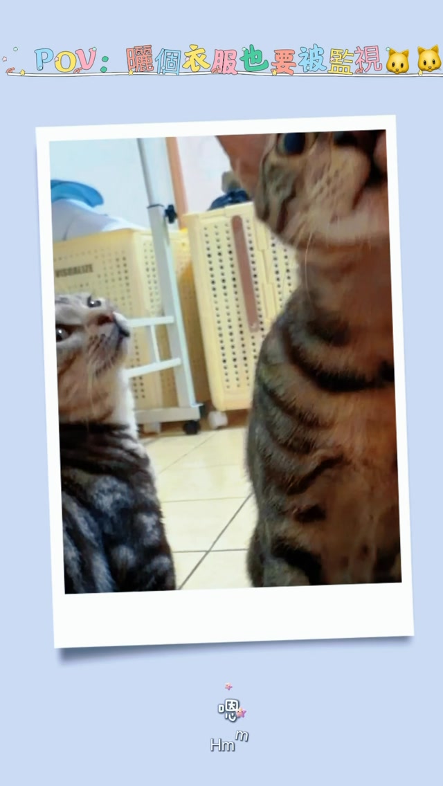 當你養了兩個超黏人的小監控📹🐱 縮圖