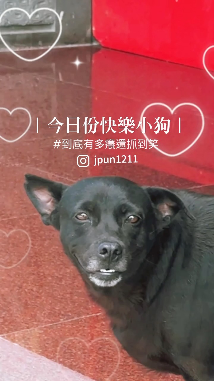 |今日份快樂小狗|
默默走出來磨屁屁
滿足開心離開
還露出開心的臉
歡迎至廟口體驗
#狗 #dogsofinstagram #犬 #黑狗 #寵物 縮圖