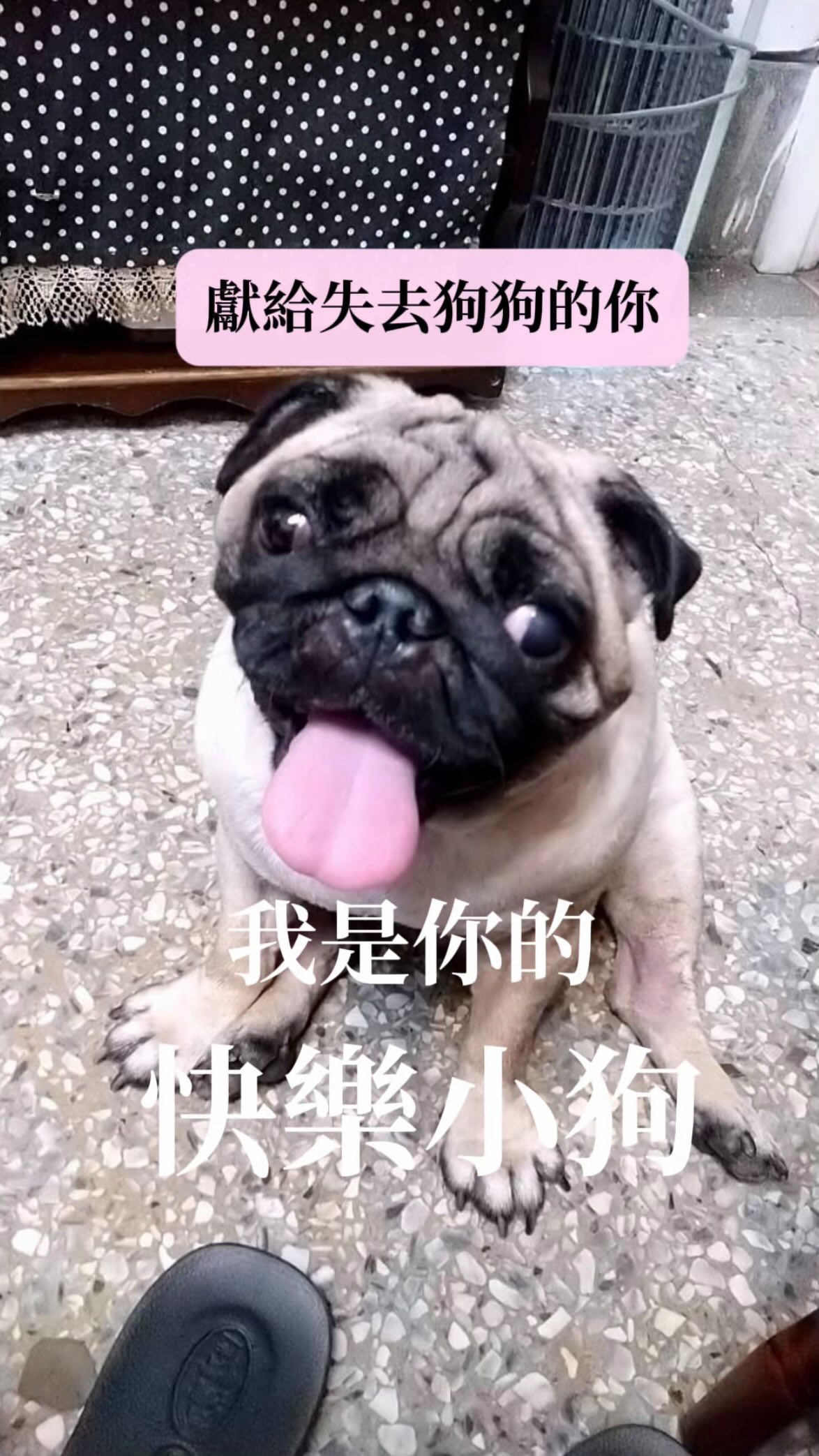 我給你一個家
而你讓我知道,家是什麼感覺🫂💗
我今天賺多少錢、做得好不好
別人喜不喜歡我
這些事情對狗狗來說,都沒有意義
「在牠的眼裡,你就是你」
我們可能一直在外面的世界裡學習:「我要變得更好,才值得被喜歡」
但是狗狗不懂這些
狗狗早就用牠的一生告訴你:
「不用啊~你回來就好了」
狗狗不在乎你今天有沒有成功
也不在乎別人怎麼看你
狗狗只在乎——你有沒有回家
狗狗不是來陪你一輩子的
牠只是用牠的一生,陪你走過一段人生
然後在離開以前
把一件很重要的事情留給你:「愛,不需要交換」
你不用變得更好,我也愛你💗🐶
#李宜螢#pug 縮圖