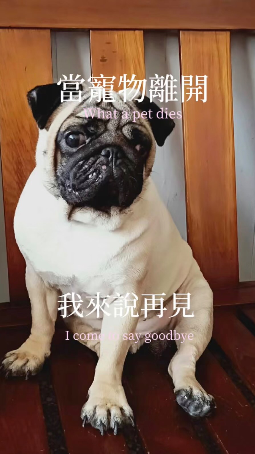 你放心去你的小旅行吧🫂🐶
我會很想你,非常非常非常非常的想
我愛你💗💗
#李宜螢 縮圖