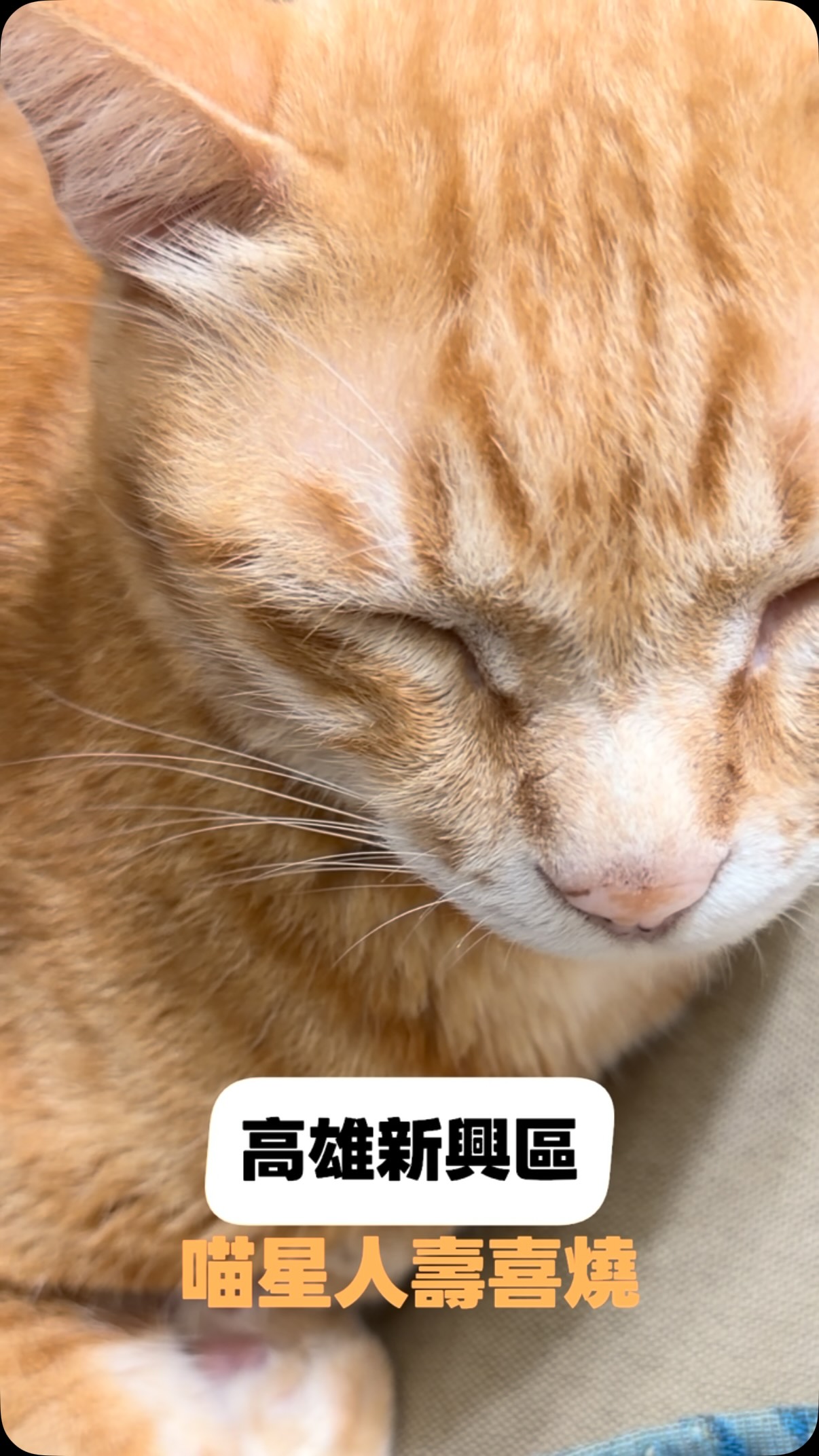 高雄吸貓天花板
單人壽喜燒179元起
被萌貓包圍的療癒系午餐/晚餐
想要好好放鬆
還有什麼比
吃著熱騰騰的壽喜燒
身邊圍繞著滿滿萌貓更療癒的事
隱身在新興區錦田路巷弄內
絕對是貓奴們必須收進口袋名單的
隱藏版寶藏店家
一踏進店裡
貓咪的溫馨氛圍立刻
讓人卸下一整天的疲憊
喵星人軍團親人又活潑
完全就是吸貓天堂
甚至直接坐在你身邊陪用餐
療癒指數直接破表
不用找揪團
一個人也能輕鬆開鍋
單人壽喜燒最低179元
甜鹹適中的日式醬汁沾上嫩肉
吃得飽足又划算
除了壽喜燒與互動體驗
還有飲品、起司捲、甜點
點甜點有機會獲得老闆送的貓咪點心
讓你瞬間成為全場喵星人的焦點
邊吃飯邊看貓咪玩耍
整個人都被徹底充電了๑・ꈊ ⍝ ʔ
-
🔍棒棒貓壽喜燒喵陪館
☎️0965 349 016
📍高雄市新興區開平里錦田路135巷24號
⏰每週四-日12:00-15:00(最後收客13:30)
每週二-日17:30-23:30(最後收客22:00)
❌週一公休
⚠️未滿14歲不能入內
-
#高雄美食#高雄#貓咪#寵物餐廳#壽喜燒 縮圖