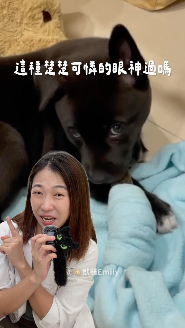 👉留言「幼犬」把實體講座/工作坊的等候表單傳給你!
請注意‼️此問卷是等候清單,填寫不代表一定能參加,待我們確認後會發布行前通知🧡 縮圖