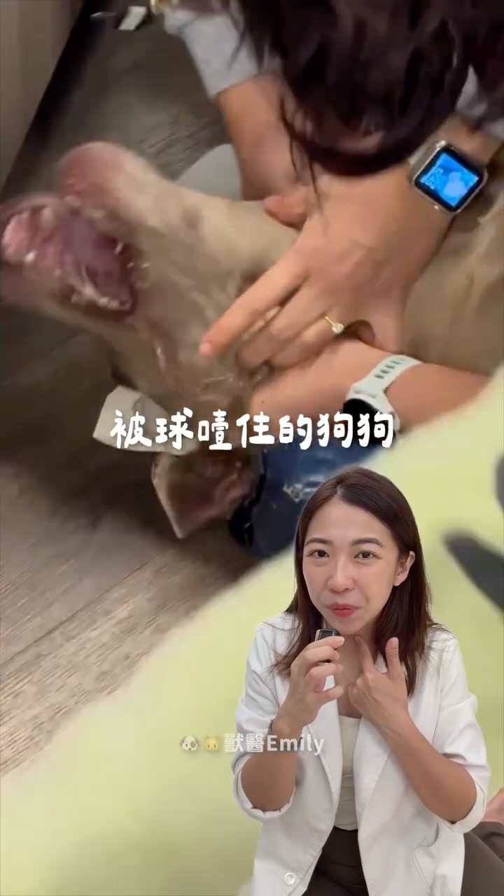 👉留言【安全】,我傳電子報訂閱連結給你:)
每週二晚上,我會寄一封「當周限定」的獸醫師 murmur,都是這種——希望你永遠用不到,但知道了會安心一點的事:)
——————
這支影片看一次,緊張一次><
Hunt 醫師做的那個動作,
其實是每個飼主都學得會的。
但希望大家這輩子都用不到><
影片裡沒講到的2件事👇也分享給你~
①球的「大小」比材質更重要
能整顆塞進他嘴裡的球,就是有風險的球。
所以,平時的玩具,盡量挑比狗狗的嘴巴大得多的!
②就算東西推出來了,還是帶去一趟醫院。
噎住的當下可能已經嗆到氣管、或喉嚨腫起來,
這些從外表上看不出來🥹 縮圖