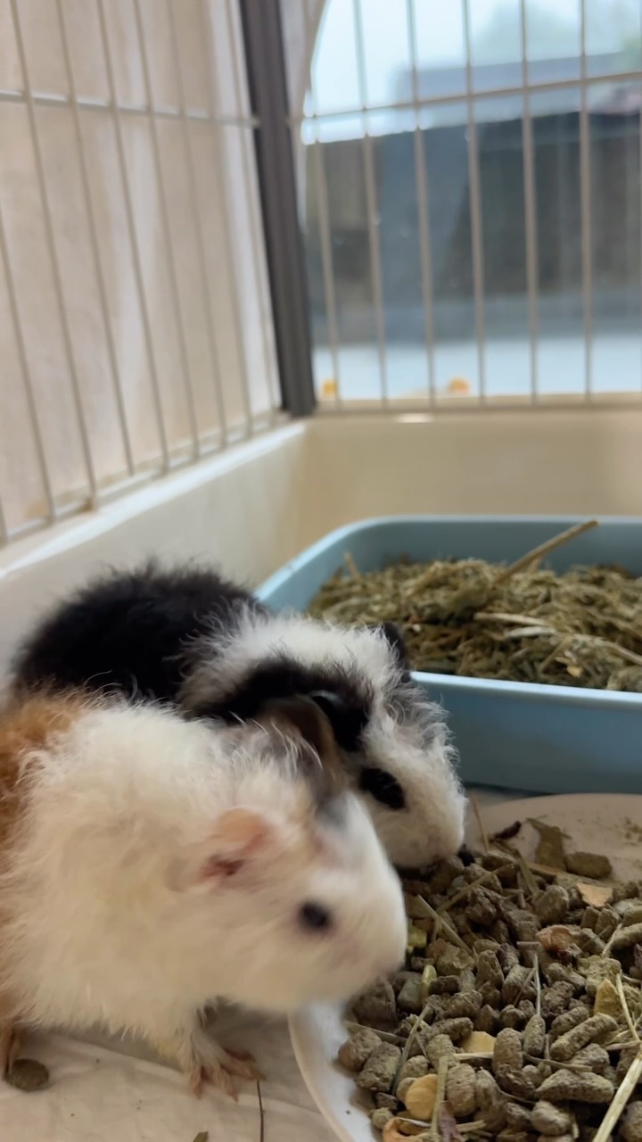 自帶背景音樂
#開學第2天 縮圖