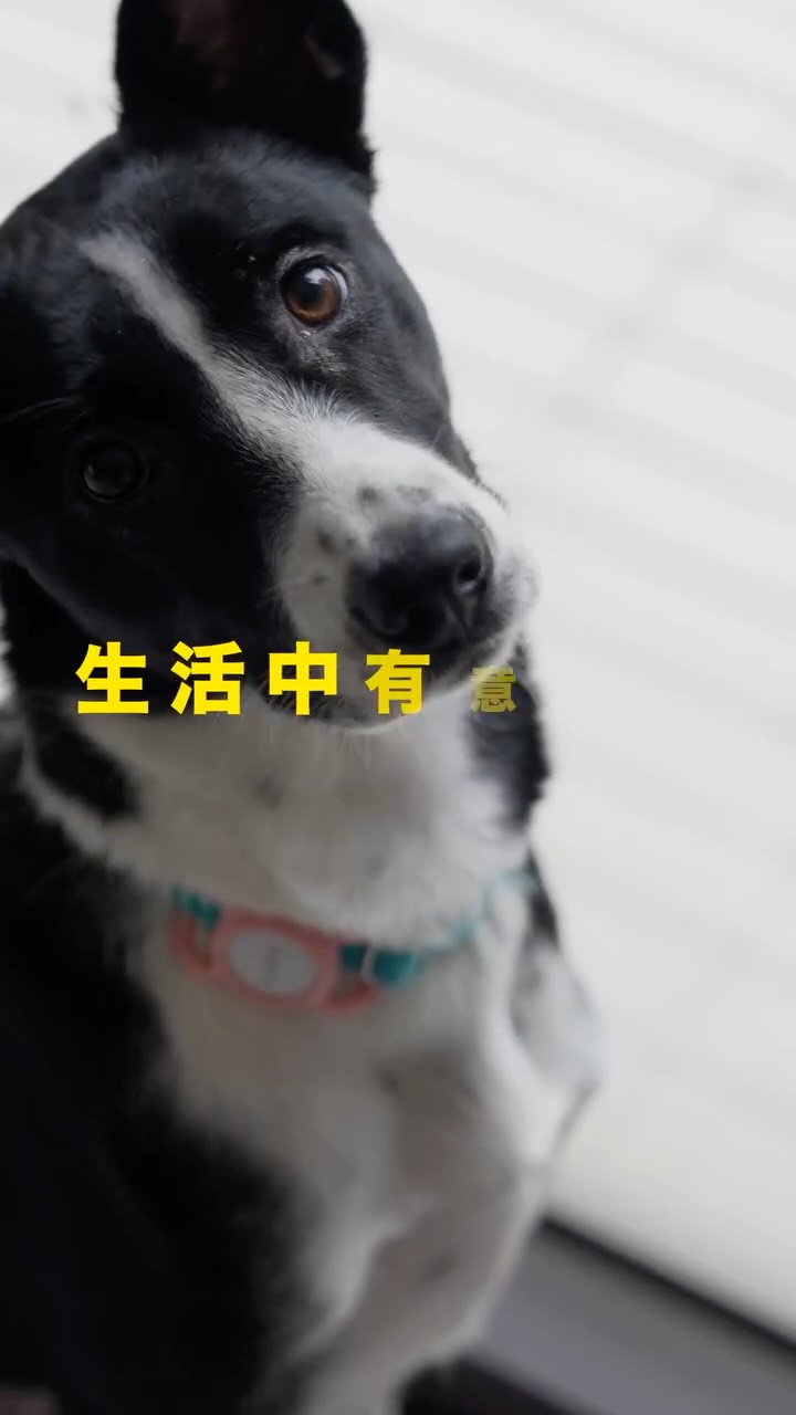 【極致控的螢幕保護學|零失敗貼膜,給相機與手機最頂級的防護】
身為攝影師,保護昂貴的相機器材是日常,而我同樣非常珍惜自己的手機——因為在我的生活與拍攝畫面裡,它們都是不可或缺的要角。
在拍攝現場,手機不只要用來展示 APP 情境,有時候更要直接連線當作相機的監看延伸螢幕。因此,螢幕保護貼 的「透光率與色彩還原度」對我來說非常重要!只要稍微偏色或反射嚴重,就會直接影響我的判斷。
而我的太太因為從事數據機密相關工作,手機裡全是非常敏感的資料,她最訴求的就是「絕佳的隱私防窺」,絕不能讓旁人瞥見任何數據。
這次體驗了 ZiFriend 的「零失敗螢幕保護貼」,剛好完美滿足了我們兩個極端的需求!
零失敗保護貼也讓我瞬間變成了貼膜大師!把相當吃技術跟時間的貼膜變成只需要幾十秒的事情!
撕開最後一張表面貼膜的時候只有滿滿的成就感!
1. 高透清晰版:攝影師的視覺救星
高透光率加上極佳的抗反射性能,貼上後完全不影響螢幕原本的高更新率與絕美色彩,拿來當監看螢幕完全不失真!對焦、對色一目瞭然,簡直就像沒貼膜一樣清透。
2. 隱私防窺版:數據保密的第一道防線
正面看清晰無比,但稍微偏一個角度,螢幕瞬間黑化!太太在外面開會、搭車處理公事時再也不用遮遮掩掩,旁人完全看不到任何機密畫面,給予滿滿的安全感。
3. 真正的「零失敗」秒貼盒設計
相信大家都有貼膜貼到手抖、裡面藏氣泡或蓋到灰塵的噩夢。這個獨家的「秒貼神器」設計非常直覺,對準蓋上、一拉一壓,3 秒鐘完美自動排氣貼合!連我這種對對齊強迫症的人都挑不出毛病,真的零失敗。
4. 頂級抗刮耐磨+滑順觸感
採用9H高硬度強化玻璃,防刮耐磨,放在相機包裡跟其他器材擦撞也不怕,對於像我這種金魚腦時常把鑰匙跟手機放在同一個口袋的人真是一大福音!
表面還有頂級疏油疏水塗層,滑起來順暢無阻,不易殘留指紋油脂,隨時維持乾淨俐落的視覺效果。
生活與工具都要講求極致效率。好的保護膜不是只有防刮防摔,更要能精準符合你的使用情境——無論是像我一樣追求極致色彩還原,還是像太太一樣需要商業數據防護,ZiFriend 這系列都能找到最完美解答。重點是:自己在家幾秒就能貼得跟專業店家一樣好!臨時需要換保護膜完全不浪費時間
👉 零失敗螢幕保護貼 這裡搶: https://go.zifriend.com.tw/9gjrys
#ZiFriend #零失敗保護貼 #手機保護貼 #高透清晰 #防窺保護貼 #攝影師日常 #螢幕防護 縮圖