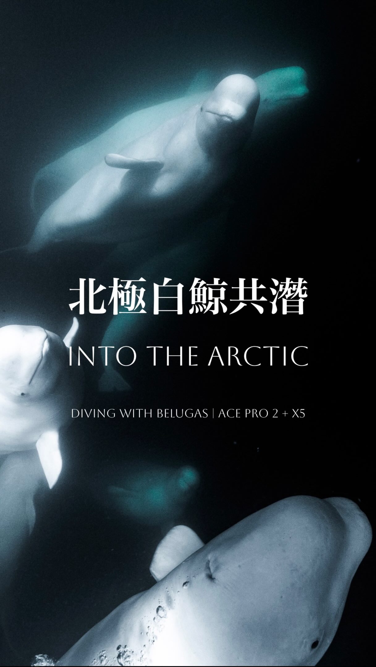 我自由潛水遭遇生物最喜歡排名來了，毫無疑問是白鯨第一名，100%的互動感，對人類友善，可愛到極點好奇心，每年都有新花招可以跟他們相處。
-
一般人可能沒有在北極海或白海這種暗暗的水裡頭拍攝鯨豚的經驗，這裡分享一點我的經驗，在拍攝白鯨要特別注意的他們的白色容易讓照片影片大死曝光，所以一定要小心設定，影片末附上我的推薦設定！

北極水下 Ace pro 2拍攝設定：
4K60幀、徠卡自然風格、曝光補價-0.7、中度銳利

北極水下Insta360 X5 拍攝設定：
5.7k或更高解析度、獨立曝光補償開啟、-0.7 中度銳利

-
同時使用了Ace pro 2與 X5 做測試！
感謝
@insta360tw 支援
購買insta360的東西，歡迎使用我的折扣碼欸！

INRSGFSB99T

謝謝啦！
下一篇繼續公開我最愛的自潛生物其他排名😍
也歡迎分享給我你們的喔
.
.
#belugawhale #whale #freediving #acepro2 #insta360 縮圖