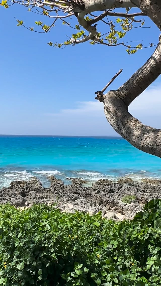 February Snapshots 💫✨
Found a sea turtle 🐢
A mini trip with my Dad & Mom 😆🫶🏻🌞🌹❤️
#onearthwerebrieflygorgeous #artistlife #contentcreatorlife #dior #diorlady 縮圖