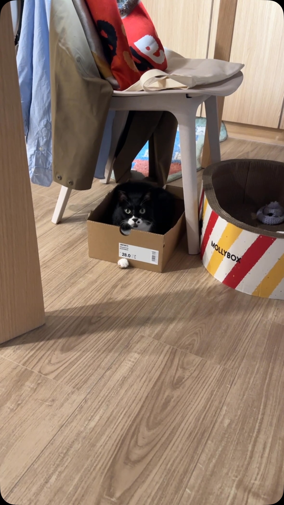 山竹長毛了! 縮圖
