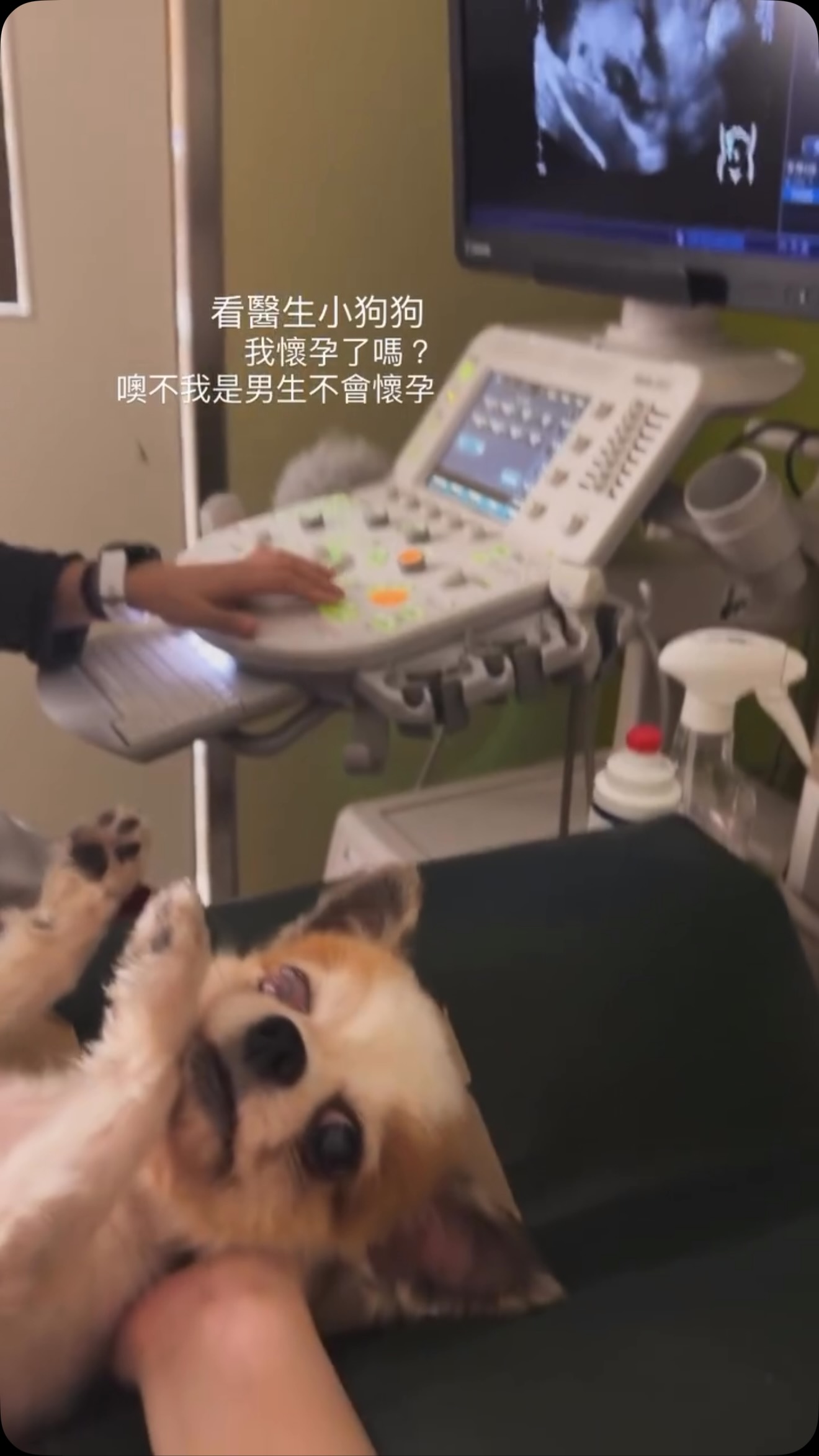 懂得看超音波的崔迪小狗狗

#崔迪 #吉娃娃 #超音波 #dog 縮圖