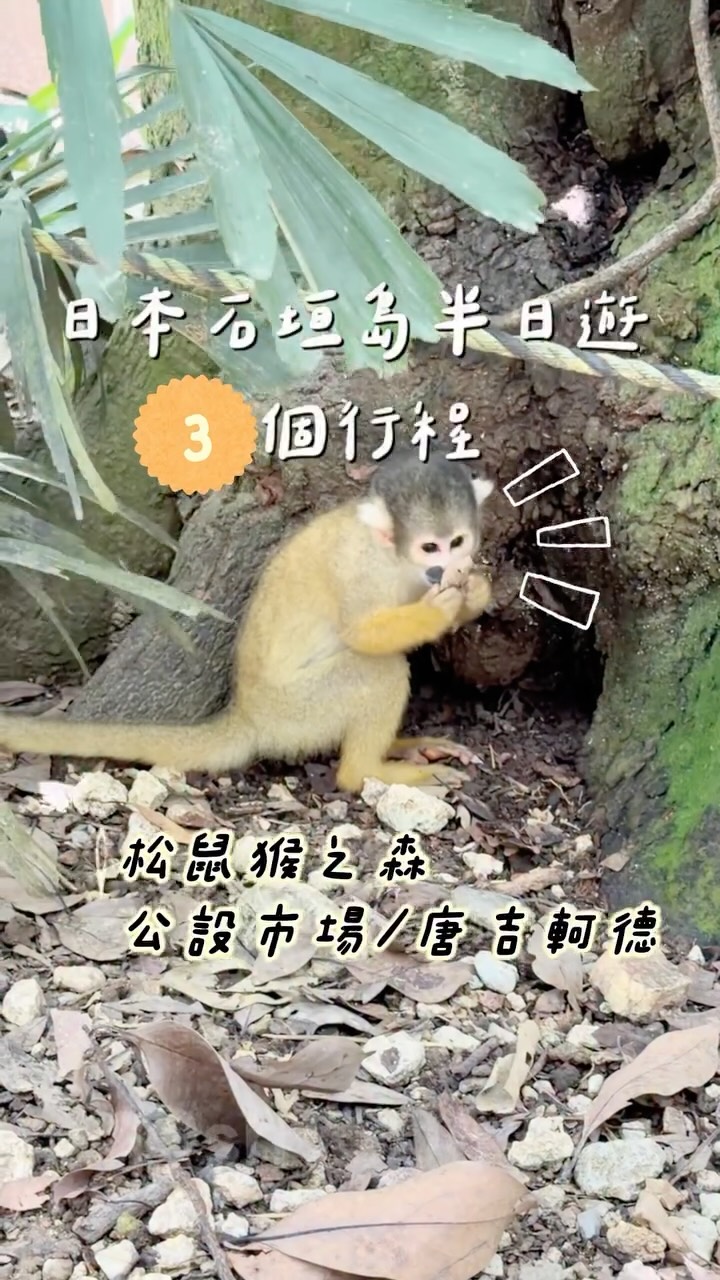 🇯🇵 只有 6–7 小時,也能玩一趟石垣島!
搭郵輪下船後,半天自由行
松鼠猴🐒→ 石垣牛壽司🍣→ 唐吉軻德🛍️
吃、逛、買一次完成!
這次搭 麗星郵輪探索星號 到日本石垣島
🐒 第一站|松鼠猴之森
真的超級萌~~
一隻隻迷你小松鼠猴在身邊跑來跑去
很適合帶孩子一起來!看到都說好可愛!
🎫 門票:
大人 ¥1,200/小孩 ¥600
約台幣 $240/$120(依當時匯率)
🍣 第二站|石垣市公設市場
來石垣島就是要吃一下石垣牛!
這裡可以吃到石垣牛壽司,真的很好吃🤤
再配一杯生啤🍻
市場裡也有不少石垣島特色伴手禮、紀念品
🛍️ 第三站|唐吉軻德
來日本就是要逛!買!
免稅伴手禮、零食、藥妝、日用品,
吃喝玩樂通通可以一次補齊
⏰ 小提醒
下船自由時間大約只有 6–7 小時能逛
可以先租車、安排好路線
不然光是交通+找店就很容易把時間用掉
這次的石垣島行程,對我來說比較像是
「 玩郵輪+順便去日本買買逛逛 」
如果有更多時間,
真的會想再來一次石垣島多玩幾天🏖️
想看這次搭的麗星郵輪探索星號有哪些設施、
吃什麼、親子好不好玩?
可以點前一篇連結🔗
#親子景點 #石垣島 #麗星郵輪 #親子旅遊 #親子旅行 縮圖