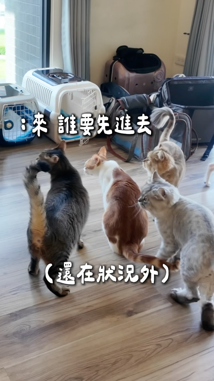 ep.3 帶十隻貓搬家 出發啦！

終於到了搬家當天😻
計畫是先把家裡東西全部搬空
再把10隻貓一次打包送到新家！
避免貓咪到新家一直有傢俱進來會更緊張

結果光是裝進籠子就費了好大的力氣
幾位模範生貓咪們有好好聽話進去
但最兇的諾諾和最膽小的阿果
一個強力抵抗一個全力躲貓貓😮‍💨

最後在3名人力圍捕之下才終於落網！！
看來貓咪對新家還有一段時間要適應

下一集再來好好介紹新家開箱
從網路上訂購了超過100個包裹傢俱小東西
有好用的再慢慢分享給大家😻
不好用的也會幫大家避雷🫶🏻

#貓 #vlog #貓奴 #家居 #搬家 縮圖