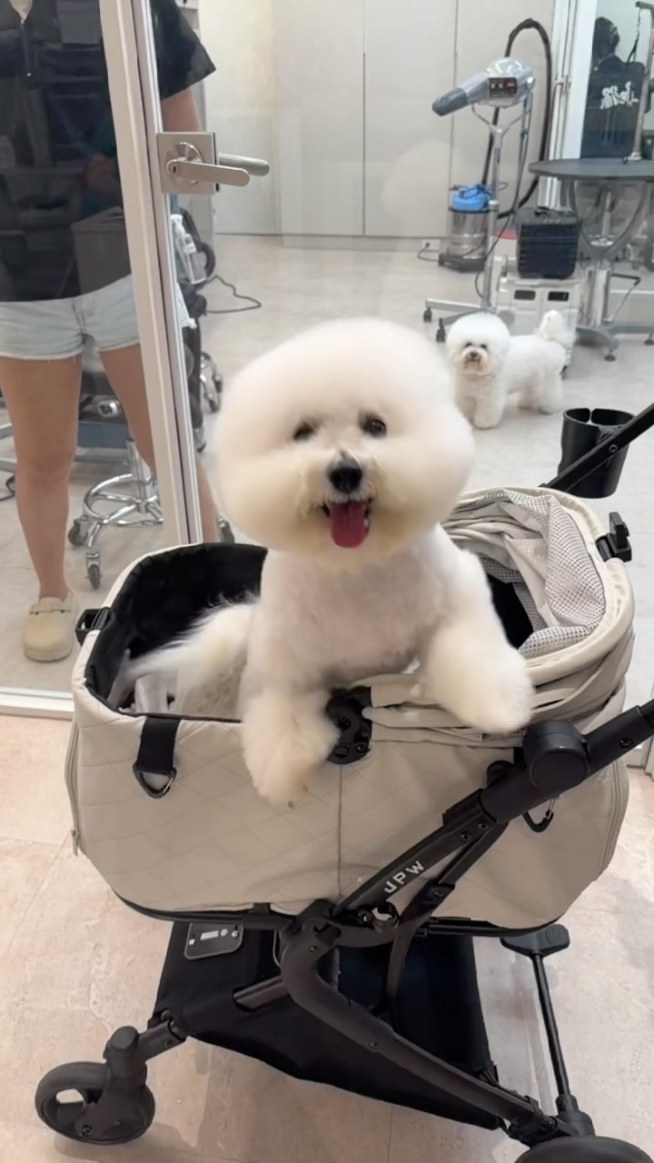 這什麼猛虎出籠的影片🤣
#比熊 #比熊犬 縮圖