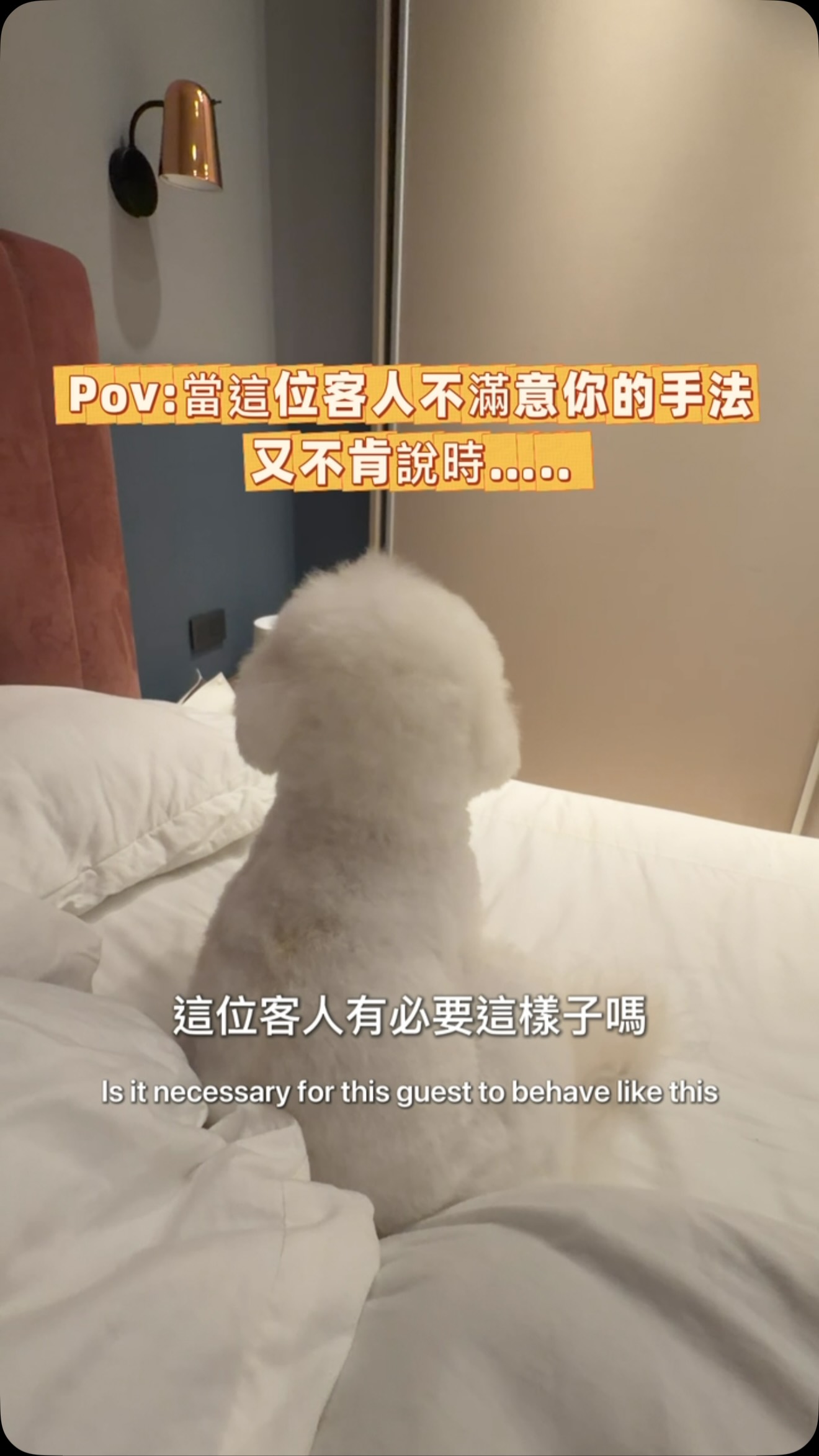 最近生意好難做啊
#比熊 #比熊犬🐻❄️ #mini日常 縮圖