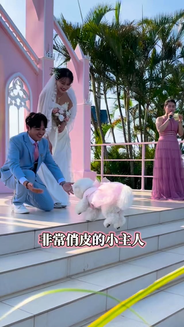 想讓毛孩參與婚禮,記得提前向場地方確認是否能讓寵物落地,也要安排熟悉毛孩,並且能全程照顧的親友陪伴唷~
讓小家人一起見證幸福的同時,也能安心、舒服地參與這個重要時刻🥰
#wedding #婚禮主持 #每對新人都是我的家人 #活動主持 #婚禮 縮圖