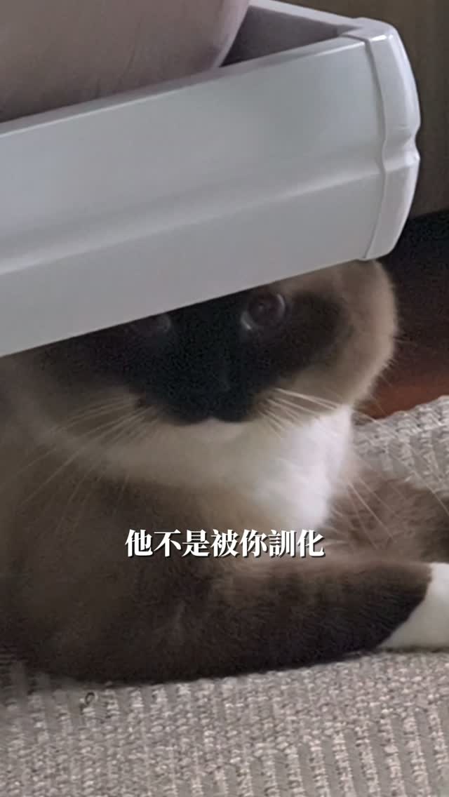 😺主人，妳是在偷拍我嗎？
#貓咪 #fyp #可愛 #解說 #好笑 縮圖