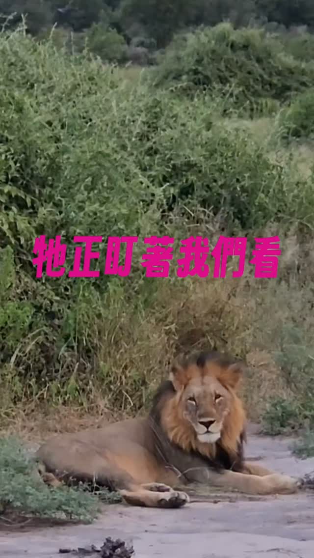 非洲Safari三天兩夜不到美金500元!
我挖到什麼寶藏啊!
本來也是打算去肯亞看動物,但最便宜都要800-1,000鎂,1,500鎂算是很普通的價錢。
捏緊預算我真是吐不出這筆錢。(後來認識了一位肯亞小哥,他本身就是導遊,他說不用那麼貴啦,下次去找他)
本來只是想看維多利亞瀑布,意外發現它的鄰居波札那也有國家公園,也很多動物可以看啊!而且陸路就能抵達,很近。
重點一是,在此之前我也沒聽過這個國家,重點二是臺灣護照簽證線上申請很容易辦。
重點三才是最重點:波札那Camping Safari有夠便宜,三天兩夜才490鎂,包三餐,河陸兩棲都能看動物。
雖然不像我看其他人去肯亞看到的動物那麼多,但如果你很喜歡大象,一定要去喬貝,因為這裡是非洲大象最密集、最容易一次看到大量象群的地區之一,簡直大象自助餐,無限供應。這也是為什麼影片裡一直一直一直有大象。
幸運地陪了獅子狩獵,也被生氣的小象噴了一臉土,在魔幻時刻竟然巧遇獅子一家散步回家,差點抱走一隻落單小獅子。然後晚餐遲到了,因為遇到獅子塞車。
喬貝國家公園有不同天數Safari可以選擇,考量到動物不是隨傳隨到和天氣,滿推薦報名三天兩夜的行程,會有更多看到想看的場景的機會。
隔壁的維多利亞大瀑布,不可能不在人生清單裡吧! 縮圖