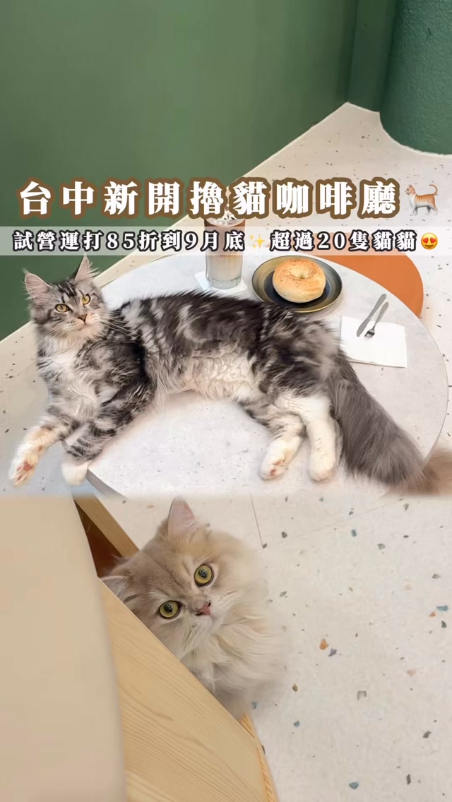台中又有新貓咖了🐈試營運85折到月底✨超過20隻貓貓😍
⁡
無意間在脆上發現這間新開的貓咪咖啡廳🐈
沒想到裡面居然有超過20隻貓貓！
會自由自在地穿梭在一、二樓～
⁡
空間環境很大，而且乾淨又舒適🙌🏻
這次不小心包場了二樓，
直接一人獨享擼貓🤣🐈
⁡
看到照片時就覺得貓咪也太漂亮了吧🥹
實際來一看真的完全沒讓我失望～
⁡
店裡有布偶、英短、緬因貓，
而且每一隻都好漂亮又好可愛😍
完全就是貓奴會待到不想走的地方🤣
⁡
▪️德式乳酪香腸貝果套餐＋拿鐵 $310
　　（試營運85折後 $263）
⁡
每人低消為任一套餐或$300，
7–12歲兒童低消$150
（補接待7歲以下兒童）
⁡
一、二樓可以喝咖啡、擼貓、放空，
三樓則是預約制貓舍🐈‍⬛
⁡
漫步貓廊9/2開始試營運，
目前85折活動預計到月底✨
喜歡貓咪的真的可以來吸一下🐈‍⬛🤎
⁡
📷 @dalin209
📍 漫步貓廊 catweave @catweave
☎️ 04-2305-7186
📅 11:00–19:00
📪 台中市西區向上路一段8號
⁡
🔖 一粒吃台中
⁡
#漫步貓廊 #台中新店 #台中貓咖
#西區貓咖 #台中擼貓 縮圖