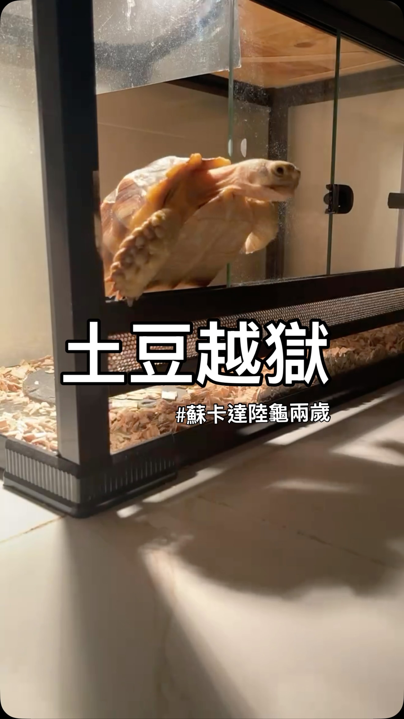 我太小看陸龜了😂
#蘇卡達2歲
#守了好幾晚終於 縮圖