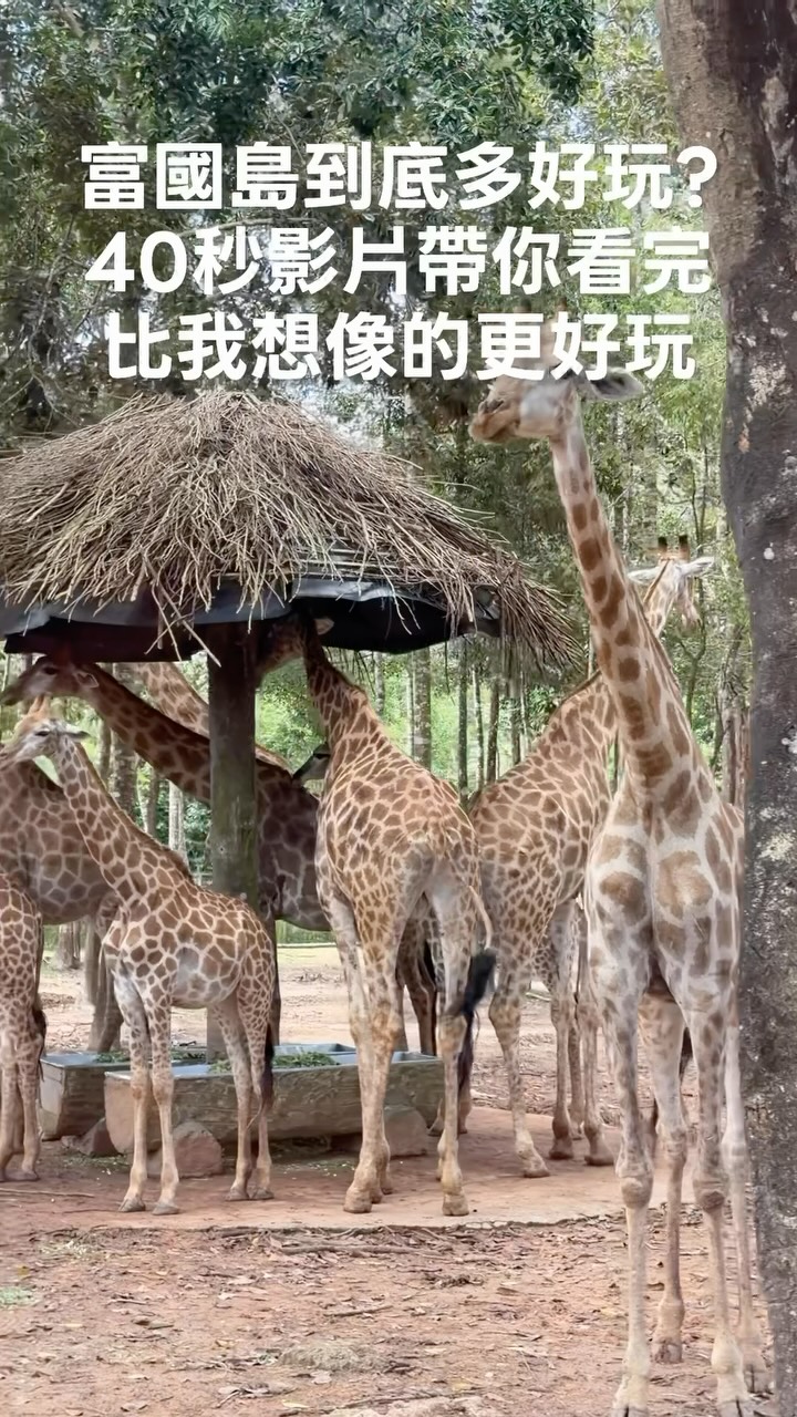 🔖沒來過還真不知道富國島這麼好玩!跟一群熱愛冒險旅遊的朋友們一起來這,保證你不會後悔
標記你身邊近期有在規劃到越南旅遊的朋友,底下留言我傳訂購資訊給你們🙌
-
🔺VINPEARL RESORT & SPA PHU QUOC
唯一的海濱度假村,重點是可以直接進入越南最大型的一站式娛樂生態園區
🔺VINWONDERS PHU QUOC
最大型的主題樂園加上世界最大的海龜造型水族館以及夜間限定的城堡水舞火焰秀
🔺VINPEARL SAFARI PHU QUOC
越南第一座也是規模最大的野生動物園,可搭乘Safari巴士近距離接觸,還可親手餵食大象與其他動物
-
#富國島 #safari 縮圖