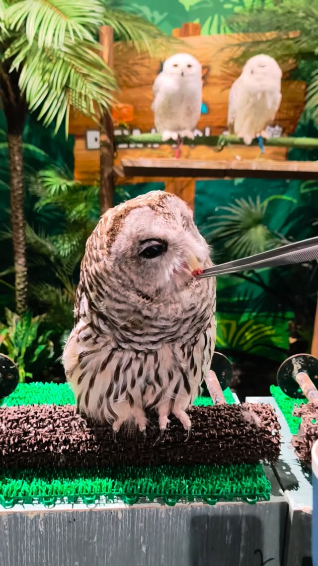沖繩DMM Kariyushi水族館

貓頭鷹餵食體驗， 還可以跟貓頭鷹照相喔！ 縮圖