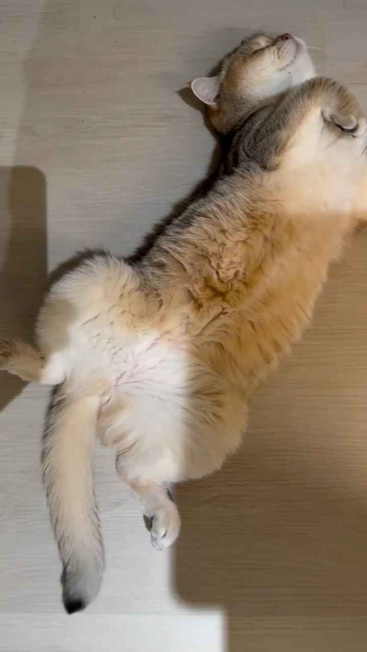 回家吸貓
吸貓回家 縮圖