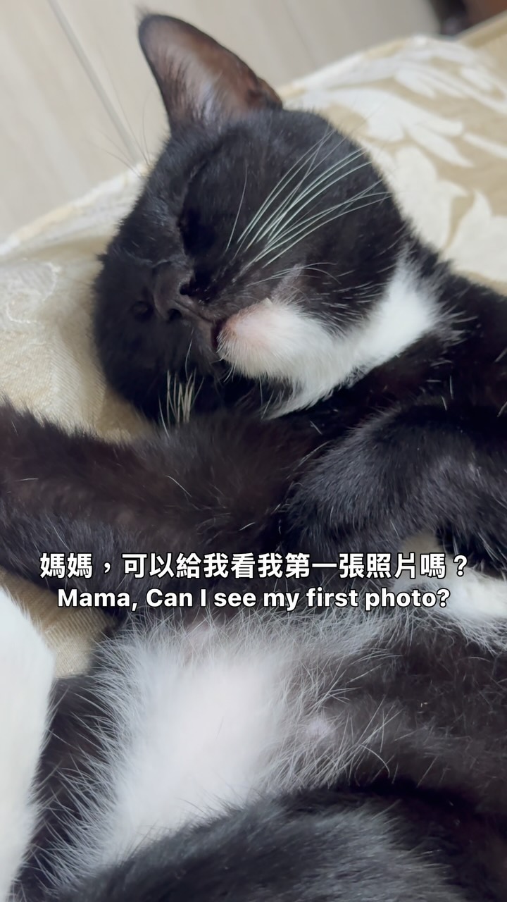 看著牠一天天長大,原來陪伴的日子
也在不知不覺中溜走🐱🤍
#貓咪 #貓咪日常 #cat #cats #日常 縮圖