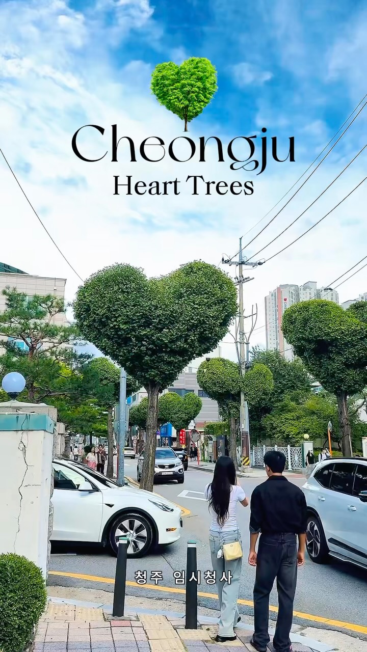 ꫛꫀꪝ 【 清州 城安街愛心樹步道 】
#청주 #청주핫플 #清州 #韓國 #heart 

滿滿的愛心！
清州最浪漫打卡秘境 💖✨

漫步在街道上 抬頭就能看到被溫柔修剪成愛心形狀的綠樹
空氣裡彷彿都飄著甜甜的粉紅泡泡 🫧  浪漫指數直接拉滿

有規劃來清州玩的話
一定要跟喜歡的人或閨蜜來這裡散步合影 📸

💡 建議早點來拍比較不會遇到車流，拍照視覺效果最好唷！

（ 地址已附在文章內，想要詳細定位也可以再禮貌私訊我唷 ）

————————— ʕ·͡ˑ·ཻʔ♥ —————————

📍 清州市廳臨時廳舍周邊（청주 임청사）
📍 충북 청주시 상당구 상당로69번길 38 縮圖
