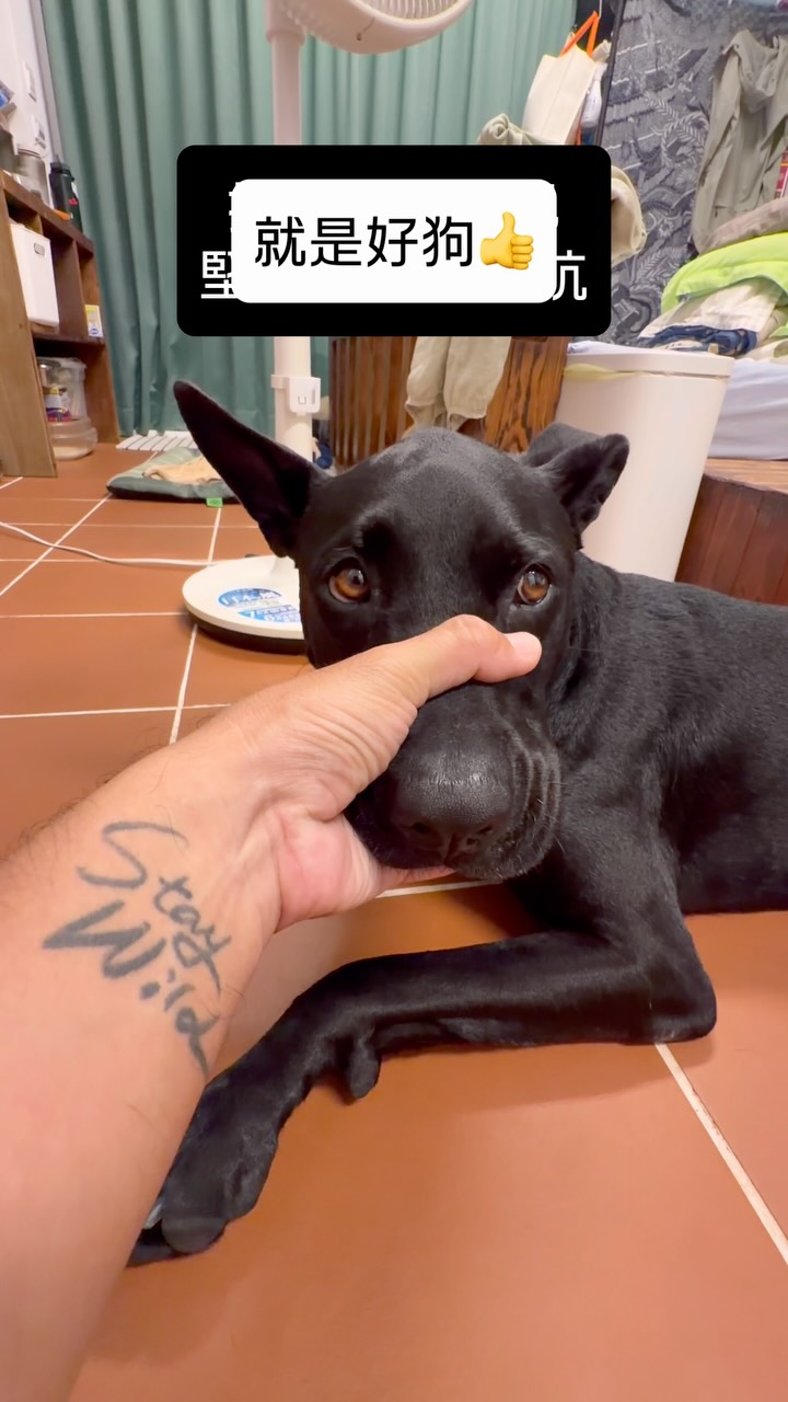 我家狗兒子_顧德 是 好狗👍 縮圖