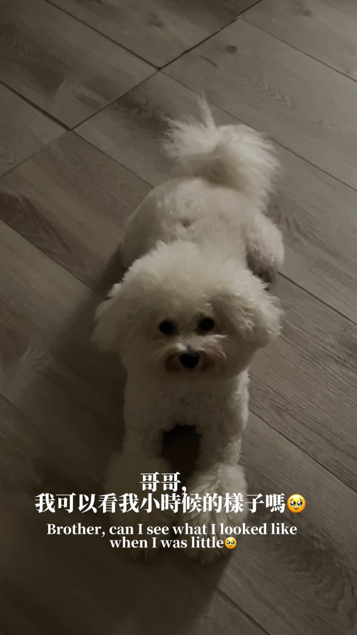 也算是參與到poki的童年了⋯
#比熊 #比熊犬 #比熊寶寶 #比熊家族 #小狗 縮圖