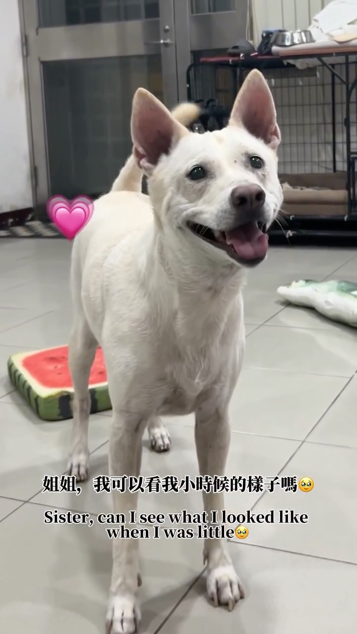 自己剪完在那邊感性想哭🥹🤍
6歲就這樣又要來了⋯
#米克斯 #領養 #五歲 #米克斯犬 #小狗 縮圖