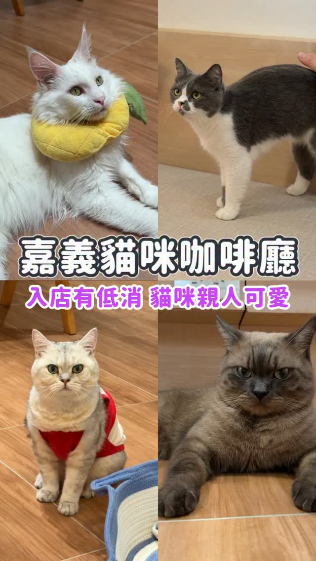 👉🏻 嘉義｜貓咪陪玩咖啡廳🐱

嘉義貓咪咖啡廳，店內貓咪都很可愛，但食物跟飲料個人覺得偏普通，喜歡貓咪的人再來比較不失望💕

📍 #貓の驛站 
地址：嘉義市西區世賢路四段168號一樓
時間：週日至週四10:30-18:30、週五&週六10:30-21:30

✨青森蘋果美式 $200
✨手刷焙茶拿鐵 $200
✨肉桂捲 $115
✨焦香奶酥厚片 $70

⏰小提醒：平日低消一杯飲品、週末低消$300（人）。

#嘉義美食 / #嘉義咖啡廳 /  #嘉義甜點 / #嘉義美食地圖 縮圖