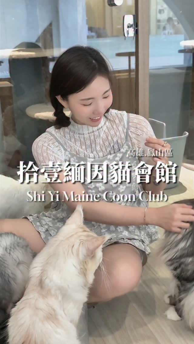 真的是高雄貓奴天堂!一進門就被滿滿帥氣緬因貓包圍真的太幸福了~每隻都有著小獅子般的霸氣澎毛,摸起來又軟又香,重點是個性超撒嬌,厚厚的大毛爪直接踩上來,那個手感真的軟萌到爆!🐾✨
整體空間寬敞又乾淨,完全沒有寵物異味,二樓還有超萌的小奶貓陪玩,可愛度直接翻倍!邊吸貓還能邊嗑現做的爆餡手作三明治跟熱呼呼炸物,再拿貓咪凍乾跟他們互動,整個下午被療癒到不想回家~🔥
⚠️ 記得這家是「完全預約制」,衝之前一定要先去官方 IG 敲訊息預約,才不會白跑一趟唷!
📍 拾壹緬因貓會館
‧ 地址:高雄市鳳山區立德街228號
‧ 電話:07-7993889
‧ 營業時間:週五、六、日、一 12:00~20:00(18:00後不供餐)
‧ 推薦餐點:
• 地獄豬三明治 $180
• 炸物拼盤(薯條/雞塊/炸魚片)$290
• 極濃香醇鮮奶茶 $100
• 日式翻炒黑糖鮮奶茶 $100
*(低消每人 $300 元,需加收 10% 服務費 / 用餐時間 90 分鐘)*
‧ 預約方式:官方 IG @shiyi.maine.club 私訊預約(完全預約制)
#高雄貓咪咖啡廳 #拾壹緬因貓會館 #緬因貓 #高雄美食 #米米mimi 縮圖