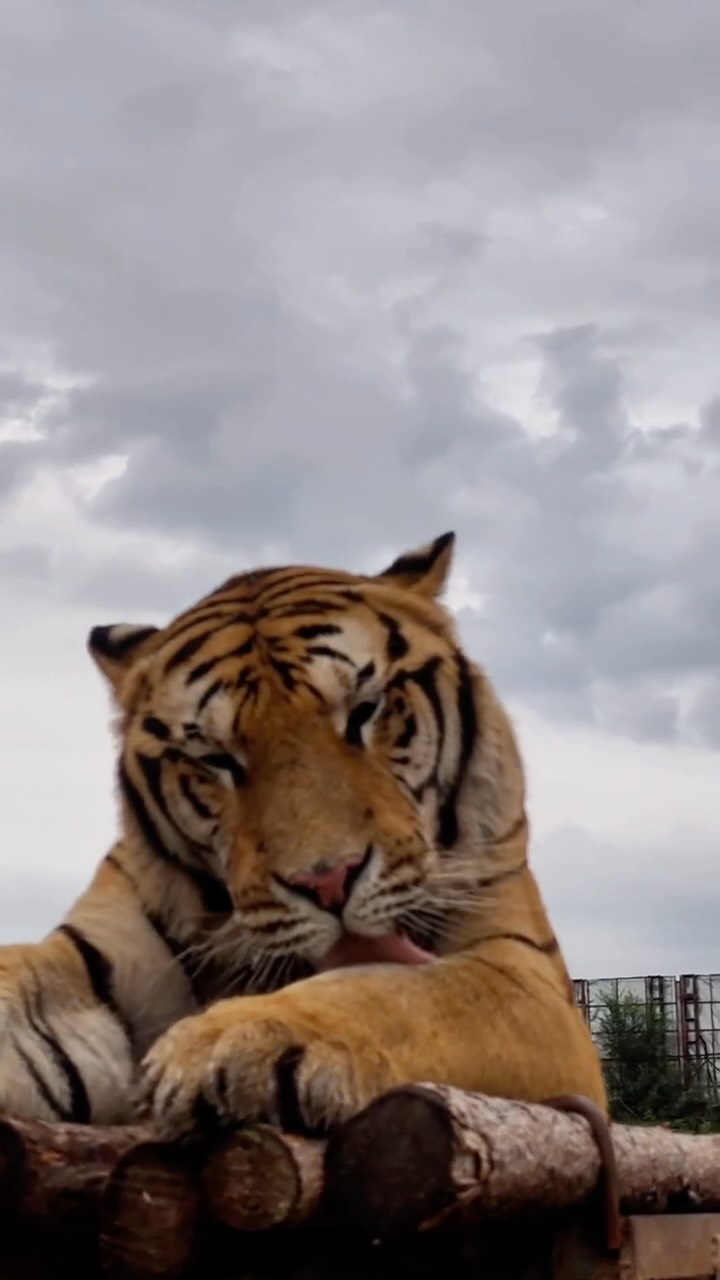 完美還原🐯 縮圖