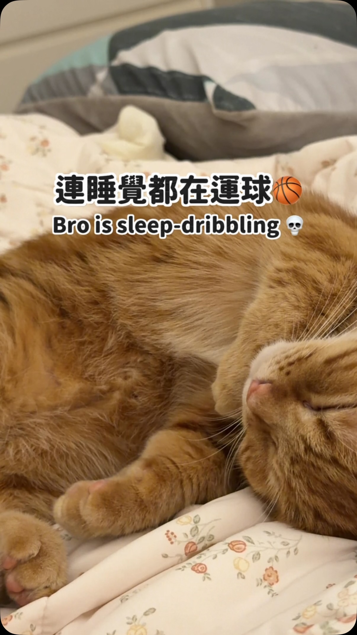 努力不懈的旺旺終有一天可以成功灌籃的對嗎? 縮圖