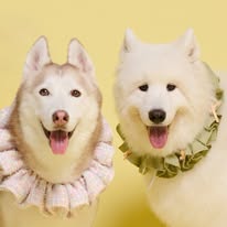 HuskyLuna Instagram 創作者頭像