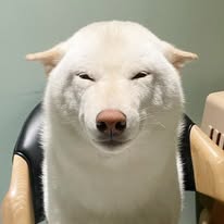 柴犬七仙女 Sailor Shiba Inu Instagram 創作者頭像